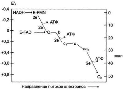 Дехидриране субстрат и водород окисление (образуване на H2O) като източник на енергия за синтеза на АТФ