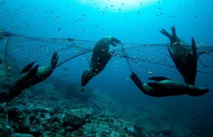 Какво е плаващите мрежи на, плаваща рибарска мрежа риболов