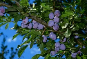 Formarea pas cu pas a coroanei de prune