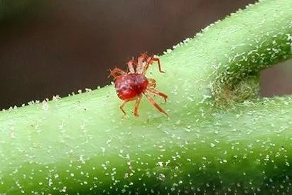 Cum să vindeci plantele de interior de acarieni