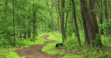 Să găsesc un cuțit în semne de pădure