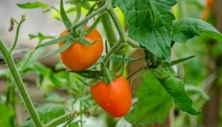 Descrierea soiului Cioc vulturului de tomate, recenzii, fotografii, caracteristici