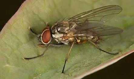 ceapă