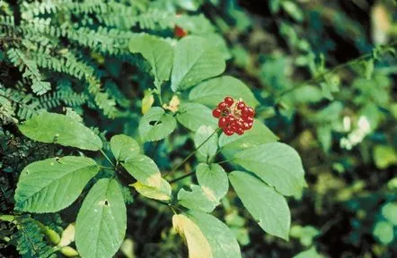 ginseng-ului