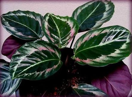 Calathea îngrijire acasă