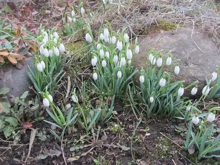 Lucrați în grădina de flori și în grădină primăvara.