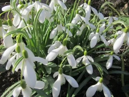 Primele flori de primăvară sunt galanthus, crocusuri, iris bulbuci.