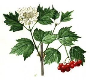 Viburnum comun (aplicare, decoct, contraindicații)