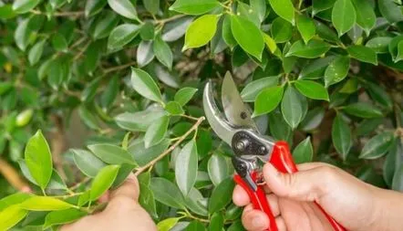 Cum să tăiați un ficus și să formați o coroană