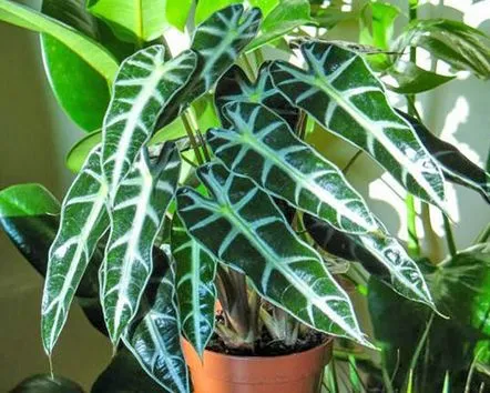 Cunoașteți Alocasia Amazonia, cea mai comună plantă de casă cu frunze mari