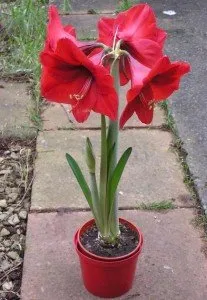 Îngrijirea hippeastrum acasă, cum și ce să faceți corect