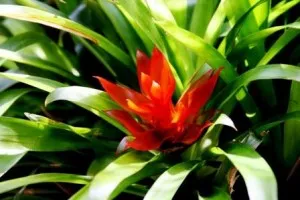 Guzmania îngrijire acasă pentru o floare de casă