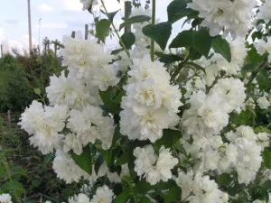 Caracteristicile arbuștilor de hortensie, chubushnik