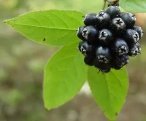 Tratamentul enurezisului la copii cu remedii populare