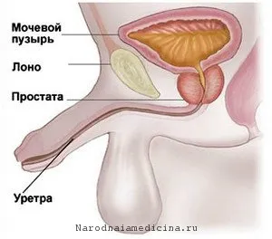 Tratamentul uretritei