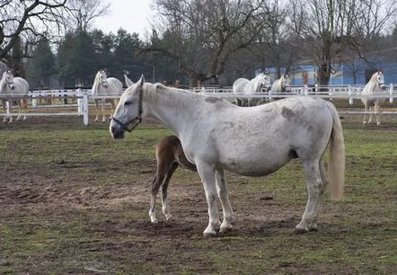 Cal Kladrubskaya, descrierea rasei, fotografie