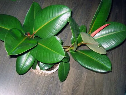 ficus