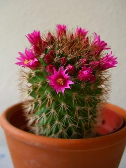 Cum să îngrijești cactusii de acasă