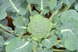 Alegerea unei varietăți și caracteristici de cultivare a broccoli într-o seră