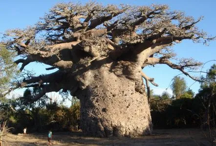 Ulei de baobab exotic pentru păr mătăsos