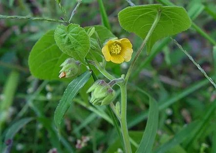 abutilon