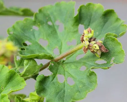 pelargoniu