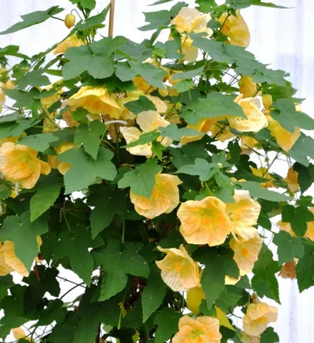 abutilon