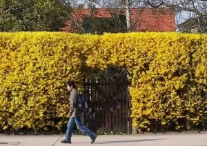 Tufa de Forsythia