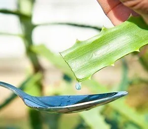 Aloe Vera