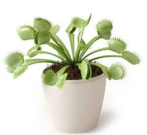 Venus flytrap cum să îngrijești o plantă carnivoră acasă și în grădină