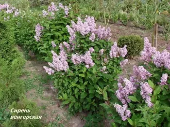 plantați