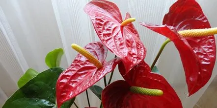 anthurium