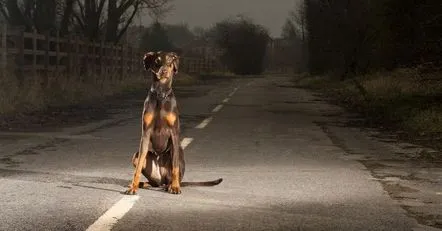 A lovi un câine cu o mașină este un semn