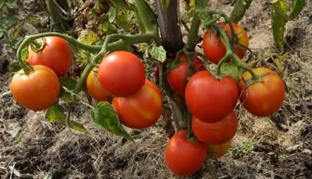 Tomato Iryna, descrierea soiului, recenzii, fotografii, caracteristici