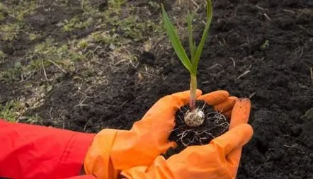 După care puteți planta usturoi