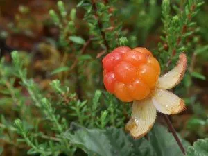 cloudberry