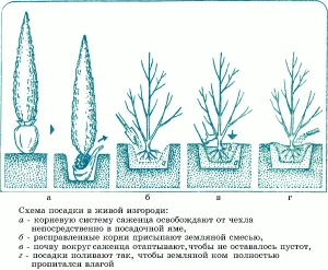 Plantarea unui gard viu