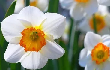 narciselor