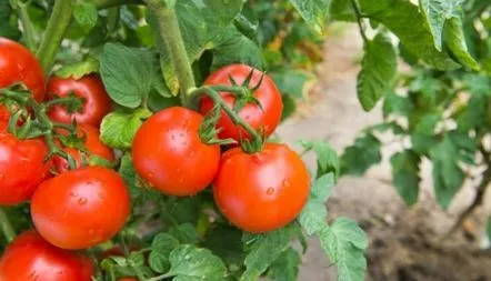 Descrierea soiului de tomate Sanka, recenzii, descriere, fotografie