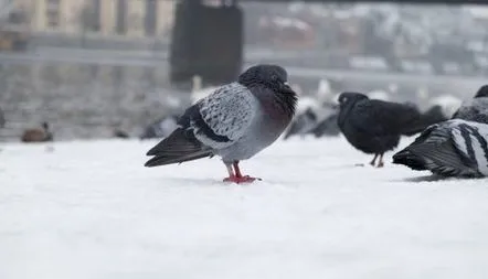 Specie de porumbei sălbatici, descriere