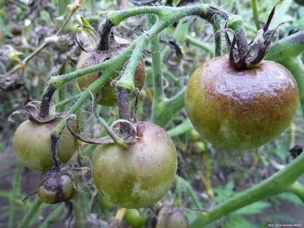 Semne externe și metode de combatere a fitoftorei la tomatele de seră