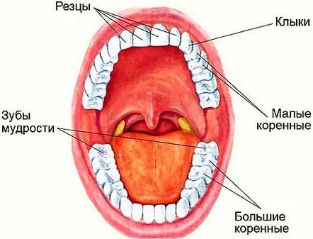 Cum se numără dinții în stomatologie