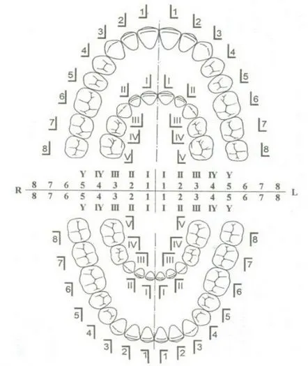 Structura dinților umani