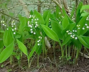 Plantarea și îngrijirea lacrimii