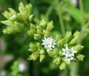 Stevia proprietăți utile, contraindicații, rețete