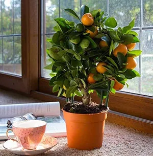 calamondinului