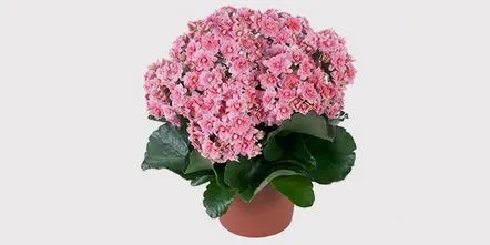 Îngrijirea Kalanchoe la domiciliu pentru floarea decorativă Kalandiva