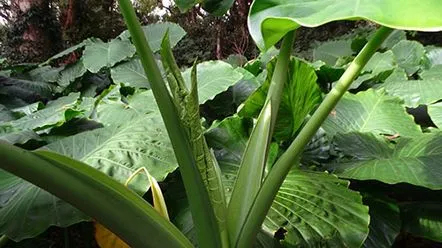 O poveste interesantă despre o plantă unică a tropicelor umede, alocasia