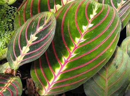 maranta