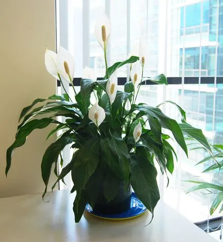 Caracteristicile spathiphyllum ale îngrijirii florilor